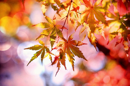 couleur tendance automne bijoux